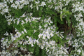 Sophora davidii Shrub Pagoda Tree - 2 Gallon Pot Live Plant
