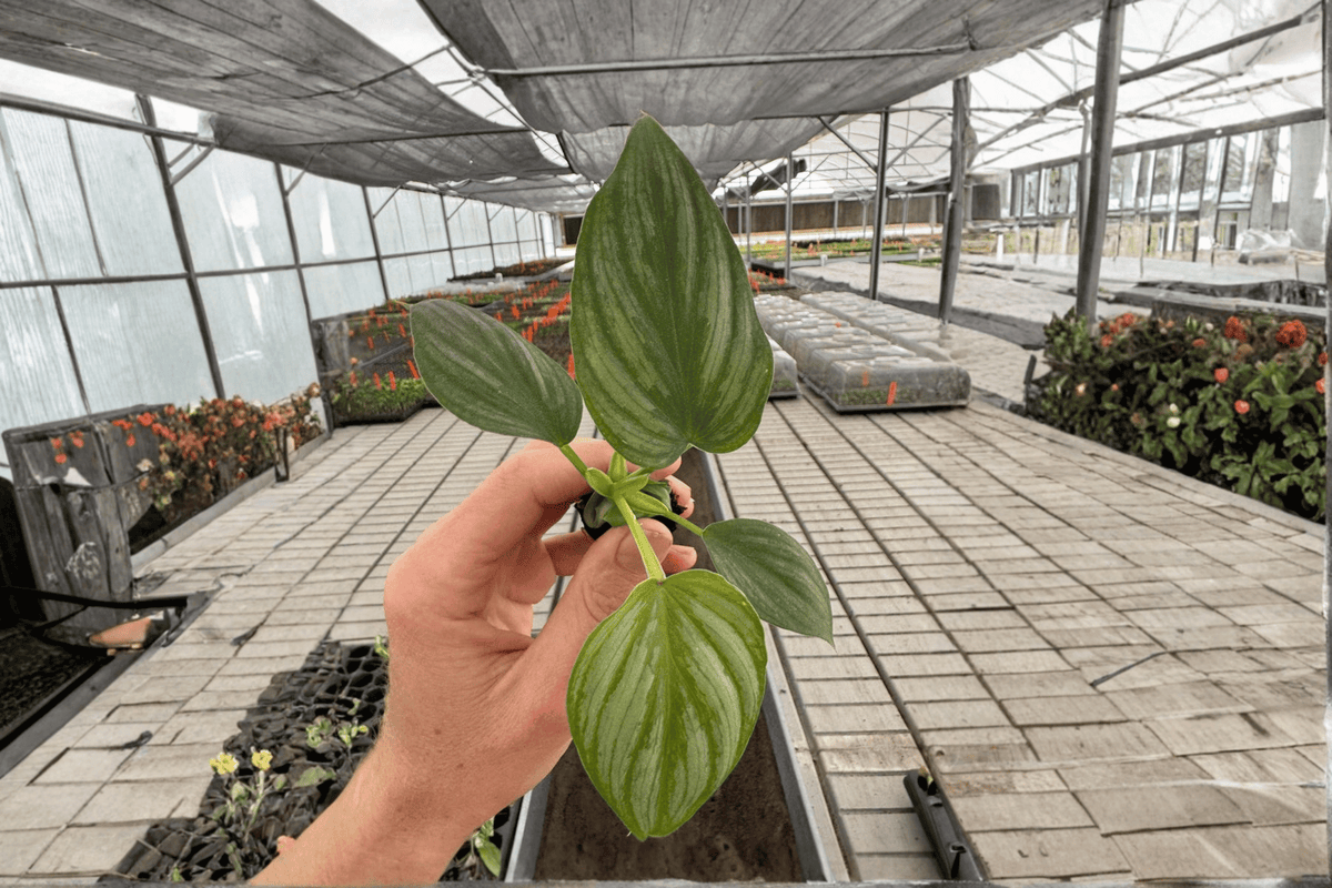 Philodendron Pastazanum Silver Cloud - 2 Live Starter Plants (2-Inch) Bare Root with Soil Pod