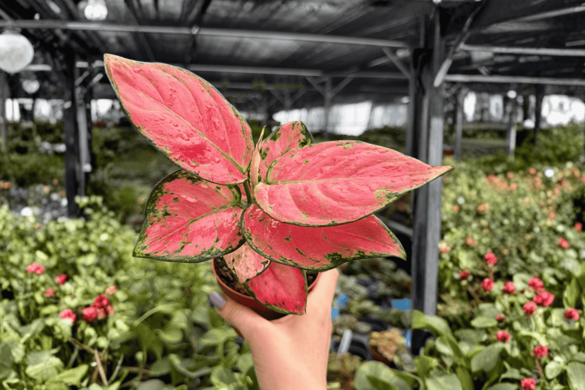 Aglaonema Super Pink - 2 Live Plants, 4-Inch Pots (Shipped Potted)