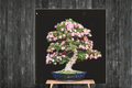 Japanese Cherry Blossom Sakura Seeds — 6 Fresh Prunus Seeds for Indoor or Outdoor Growing