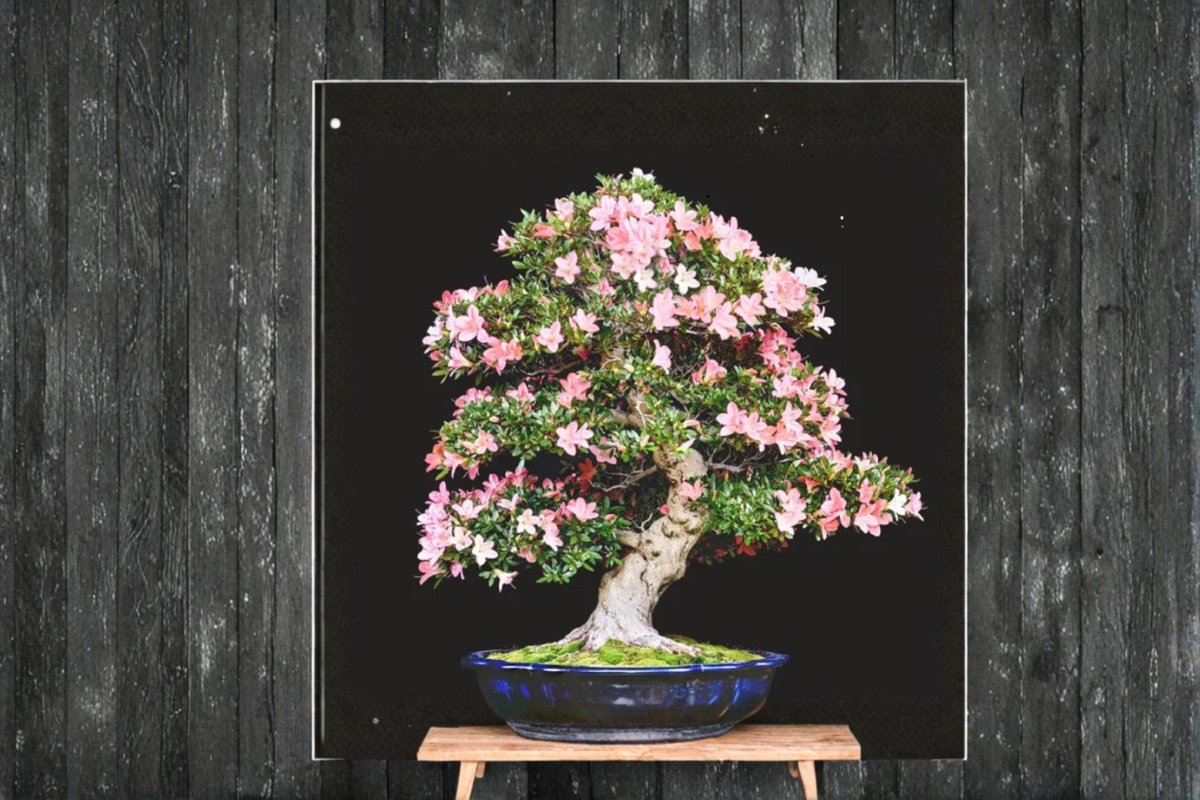 Japanese Cherry Blossom Sakura Seeds — 6 Fresh Prunus Seeds for Indoor or Outdoor Growing