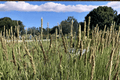 Campo de Azul Blue Moor Grass Sesleria 'Campo de Azul' - 1 Live Plant in 4-Inch Pot