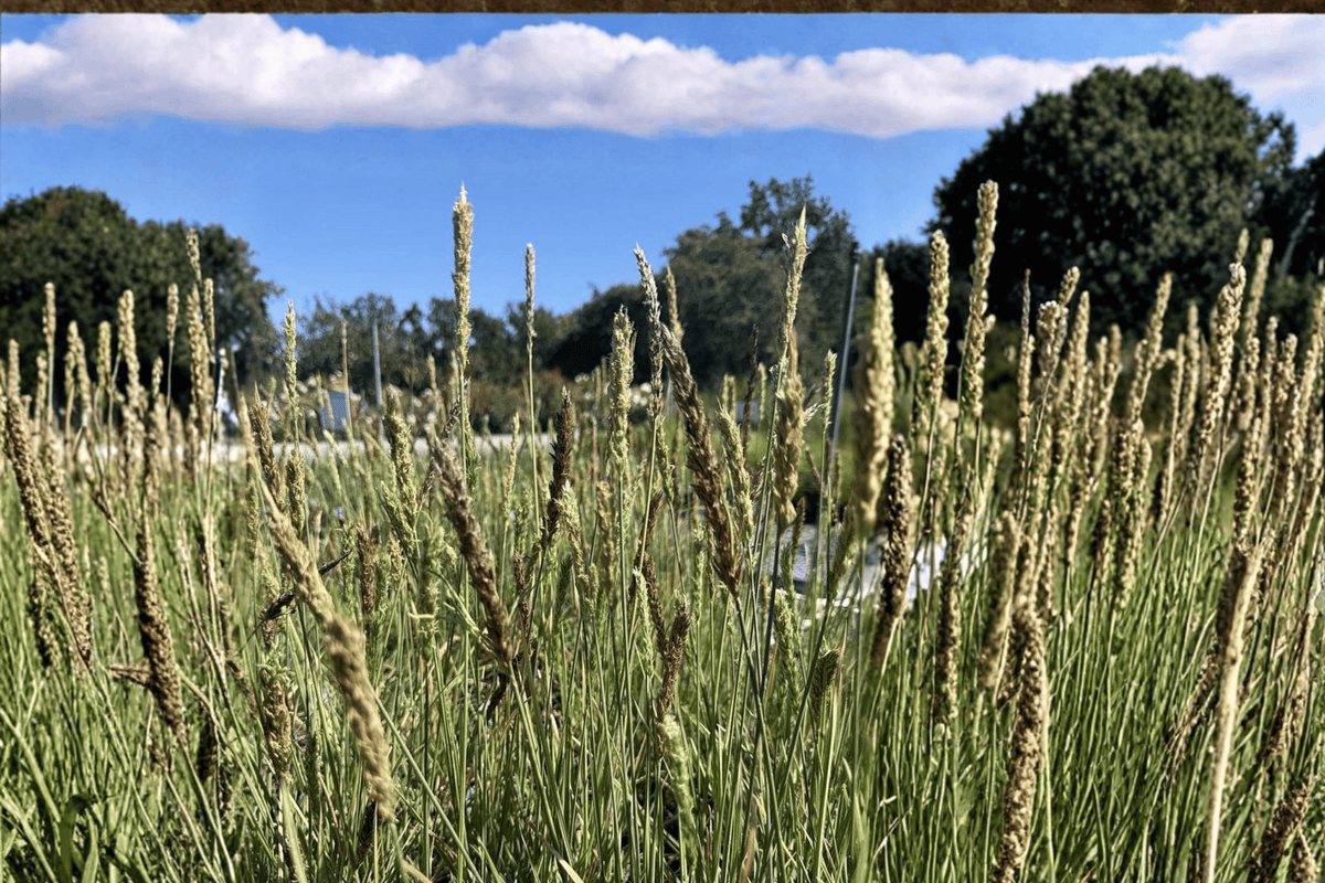 Campo de Azul Blue Moor Grass Sesleria 'Campo de Azul' - 1 Live Plant in 4-Inch Pot