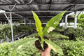 Philodendron Ring of Fire – 2 Live Plants in 4-Inch Pots