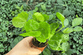 Arabica Coffee Coffea arabica - 2 live starter plants (2-inch) Bare Root