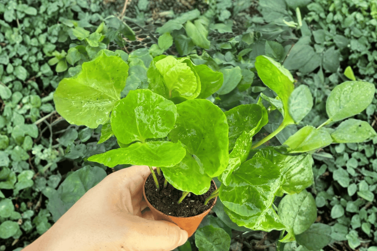Arabica Coffee Coffea arabica - 2 live starter plants (2-inch) Bare Root