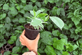 Ficus elastica 'Tineke' - 2 Live 4-Inch Pots (Potted) | Tineke Rubber Plant