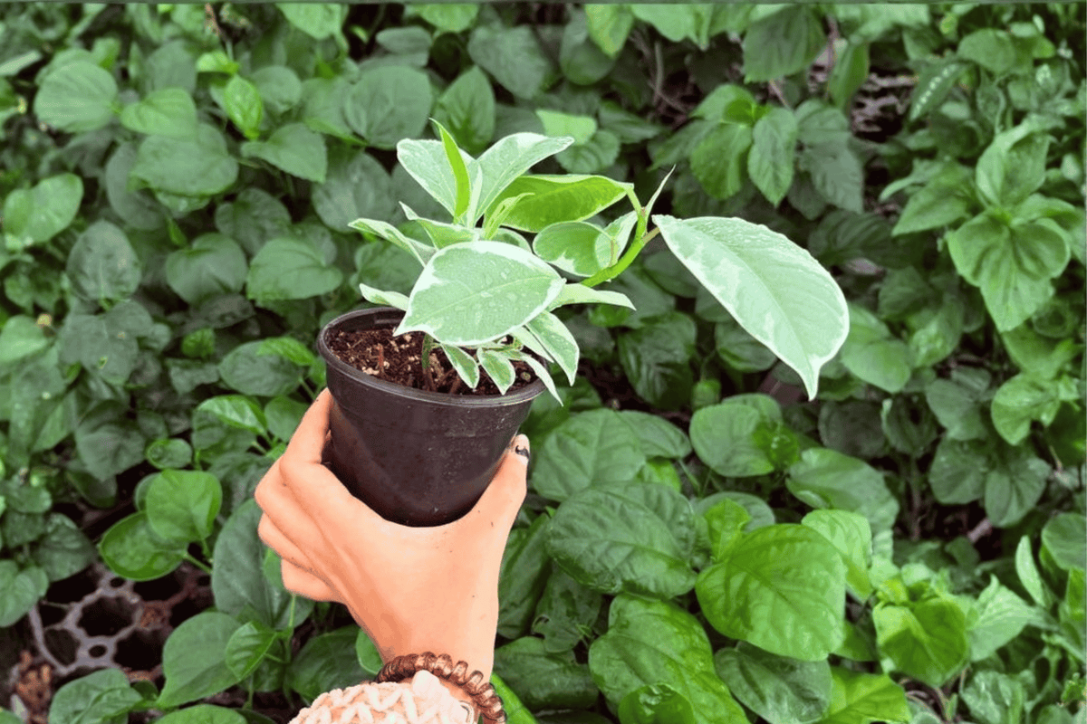 Ficus elastica 'Tineke' - 2 Live 4-Inch Pots (Potted) | Tineke Rubber Plant