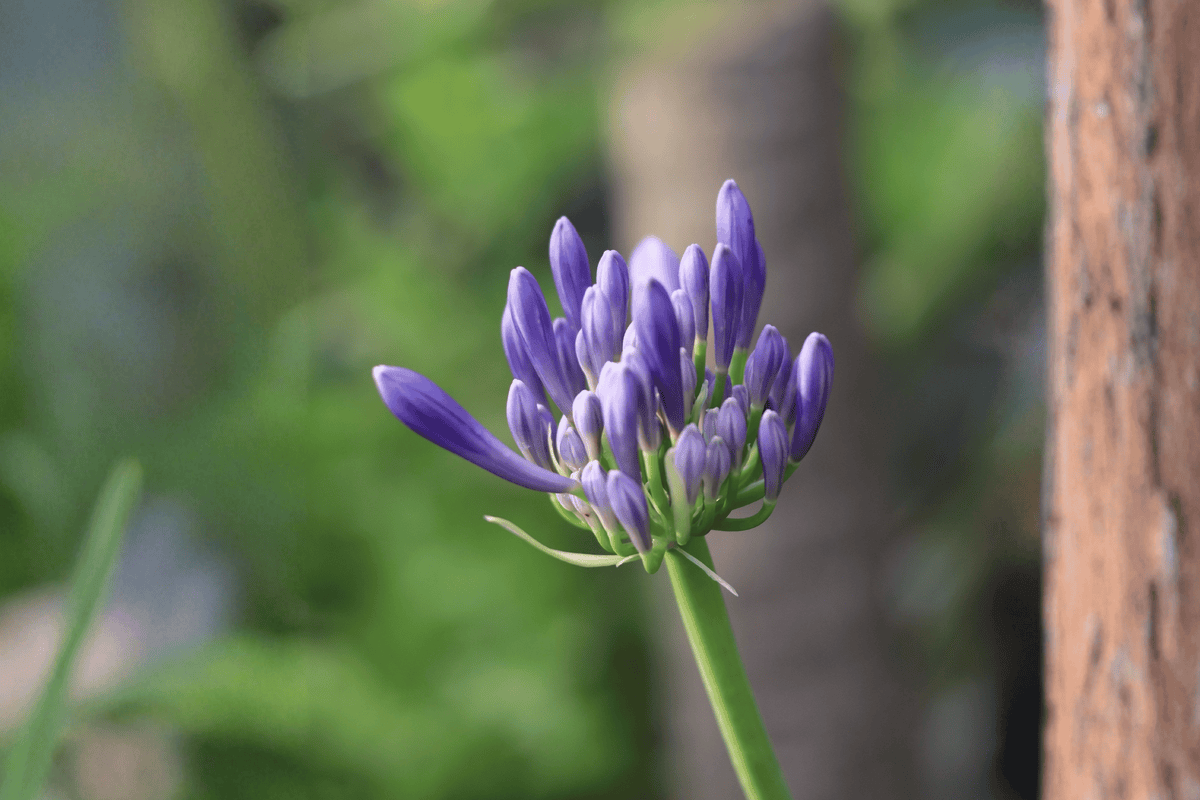 Tinker Bell Lily-of-the-Nile (Agapanthus ‘Tinker Bell’) - 1 Live Plant, 4-Inch Pot