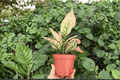 Aglaonema 'Pink Triphet' – Exact Live Plant in 4-Inch Pot (2 Pack)