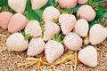Carolina Pineberry White Strawberry Seeds – 100 Seeds, Fragaria × ananassa