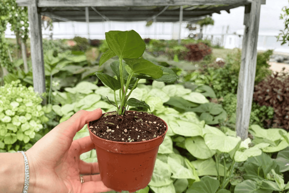 Anthurium Xone × Goliath Live Plants (2) – 4-Inch Pots, Exact Plants