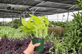 Neon Pothos (Epipremnum aureum ‘Neon’) – 2 Live Potted Plants in 4” Pots