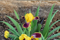 Bumblebee Deelite Dwarf Bearded Iris Rhizomes (3 Pack) - Yellow & Purple, #1 Grade
