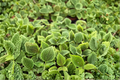 Pilea Moon Valley Moon Valley Friendship Plant - 2 Inch Starter, Unrooted Live Plant