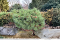 Jeremy Dwarf Scotch Pine - Pinus sylvestris 'Jeremy' Live Plant, 8-Inch Nordic Evergreen 1 Gallon Pot