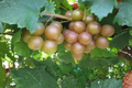 Bronze Chowan Muscadine Grape Vine - 3 Gal Live Plant, Vitis rotundifolia