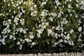 Sweet Woodruff Starter Plant Galium odoratum in 3" Pot – Shade Perennial