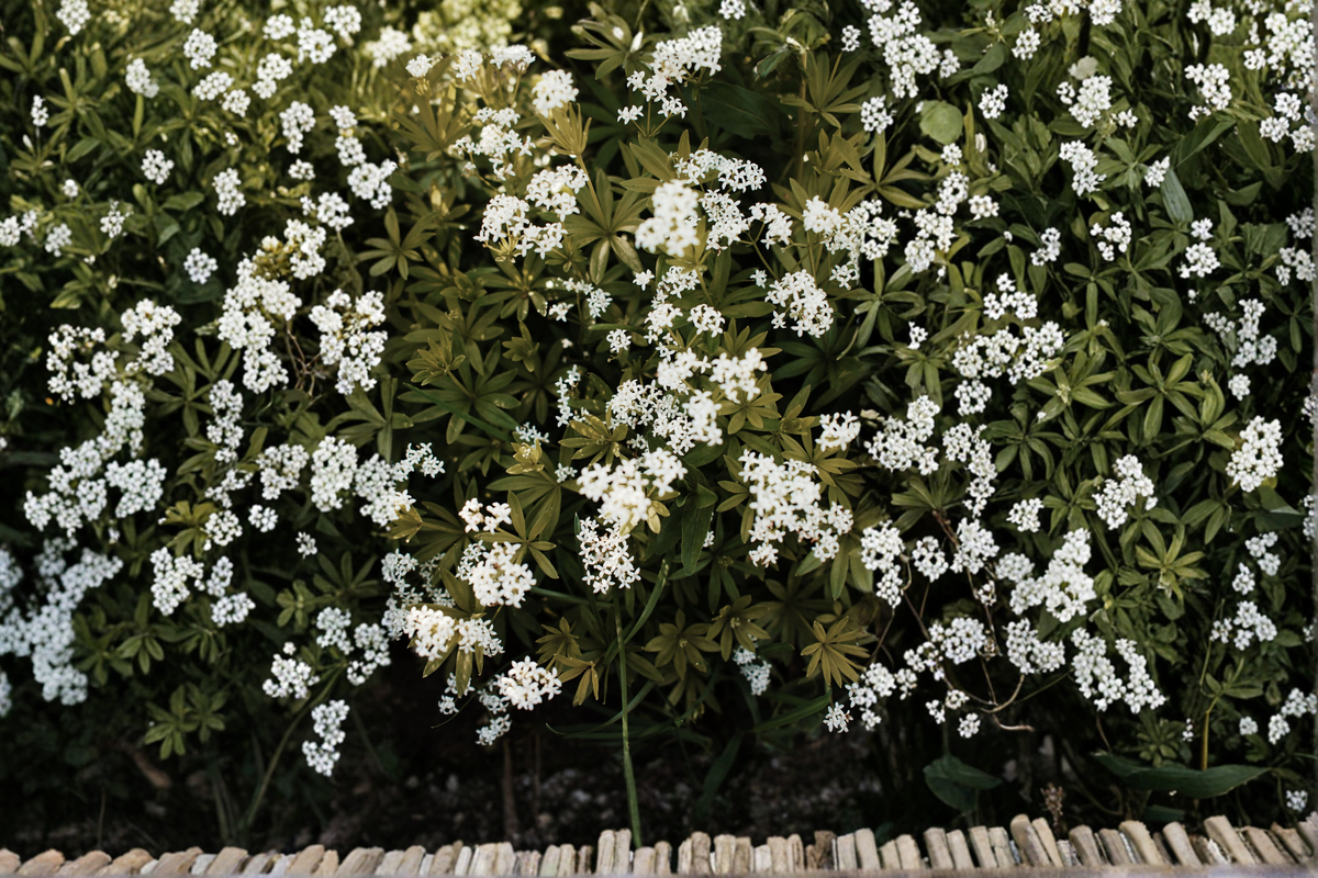 Sweet Woodruff Starter Plant Galium odoratum in 3" Pot – Shade Perennial