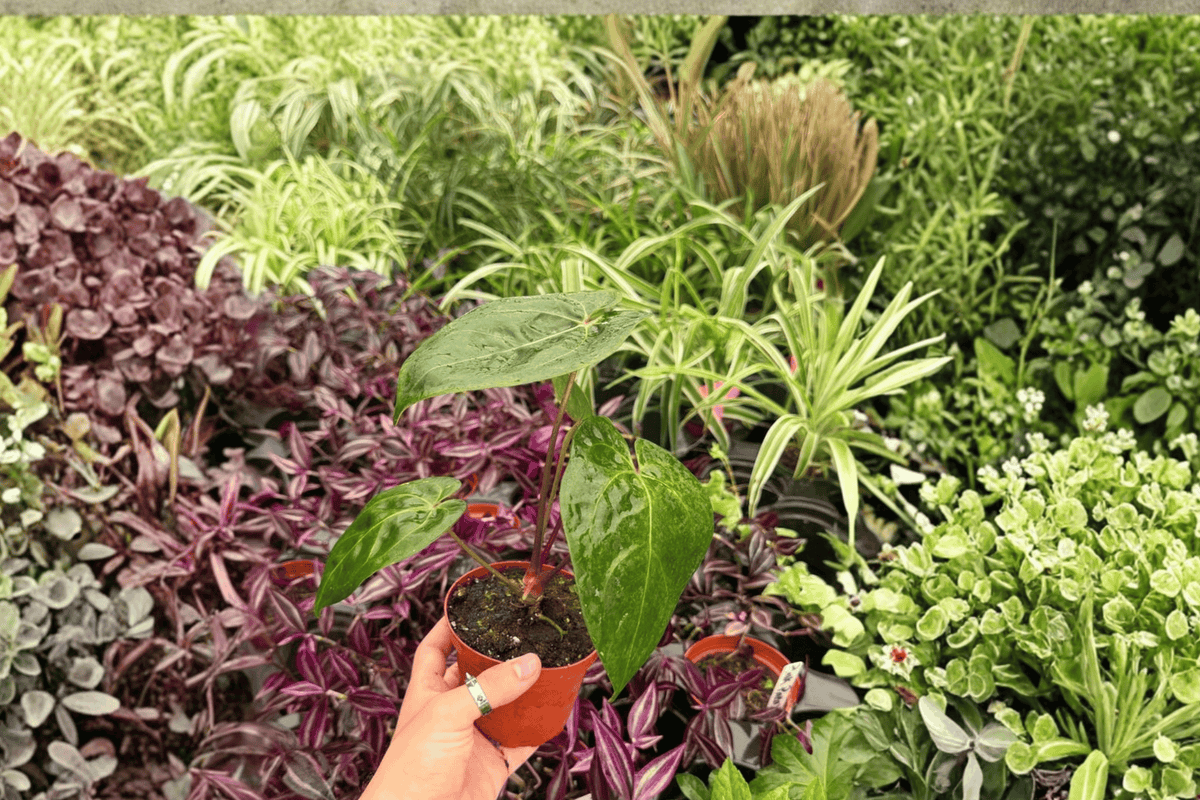 Anthurium Dark Phoenix × Papillilaminum Hybrid (2 Live Plants) – Exact Specimens