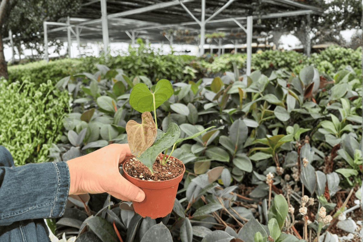 Anthurium Carla x Crystallinum Dark Form Live Plants (2) in 4-Inch Pots