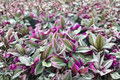 Tradescantia Nanouk Live Plant - 3 Inch Rooted Pot Pink Variegated Trailing Houseplant
