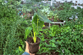 Variegated Alocasia Frydek (Alocasia micholitziana ‘Frydek’), 2 Live Plants in 4-Inch Pots