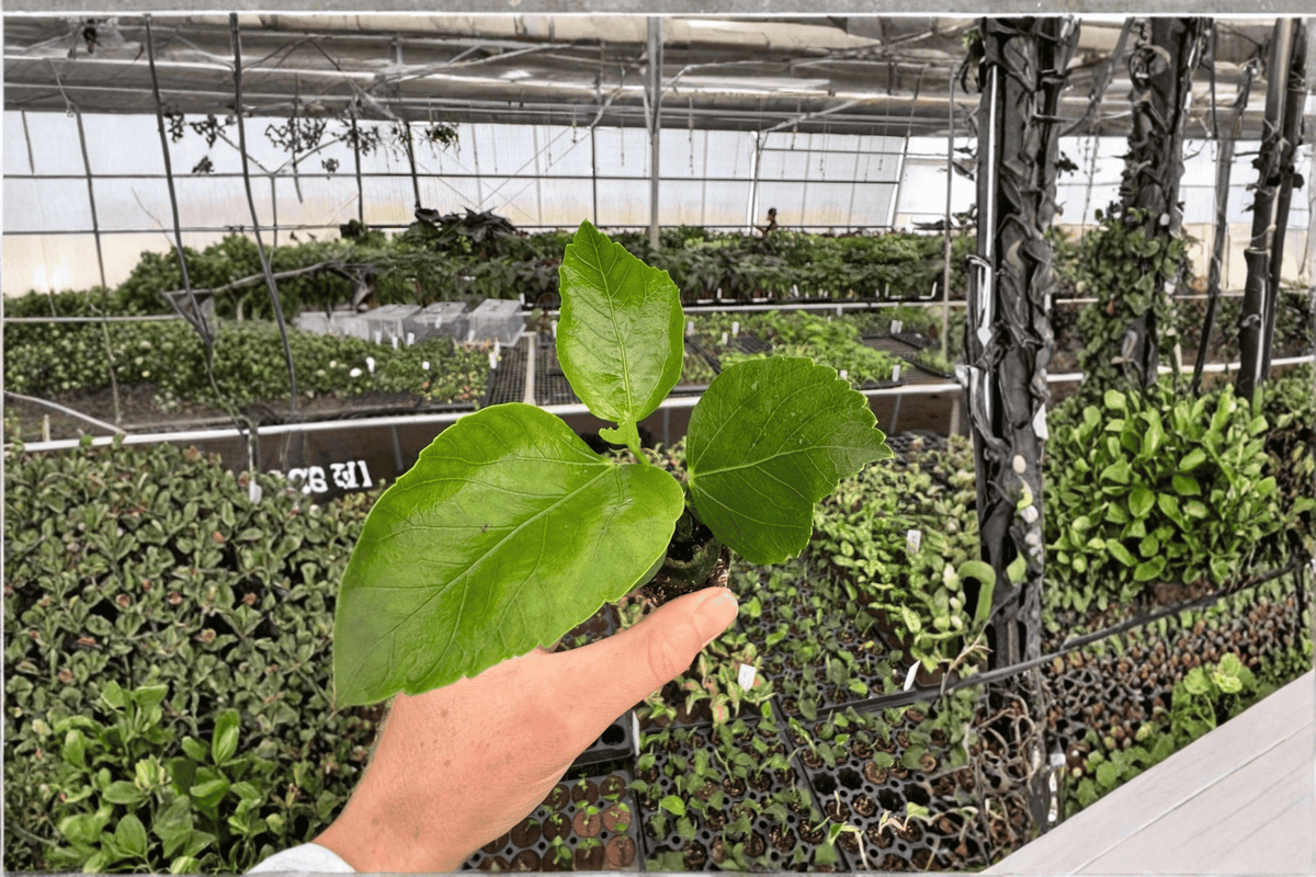 Quasar Hibiscus Starter Plants – 2 Bare Root Hibiscus Rosa-Sinensis (2-Inch Pots)