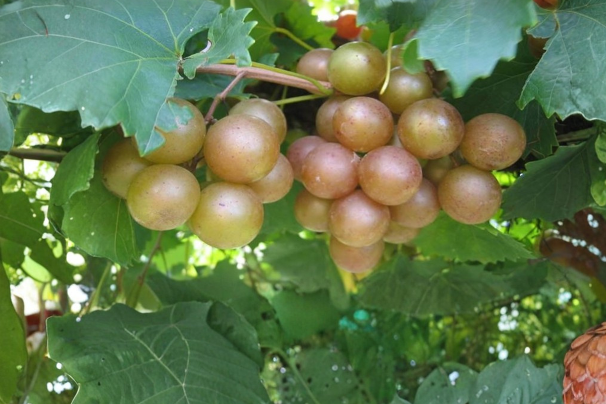 Frye Scuppernong Grape Vine (Vitis rotundifolia) 3 Gal Live Plant
