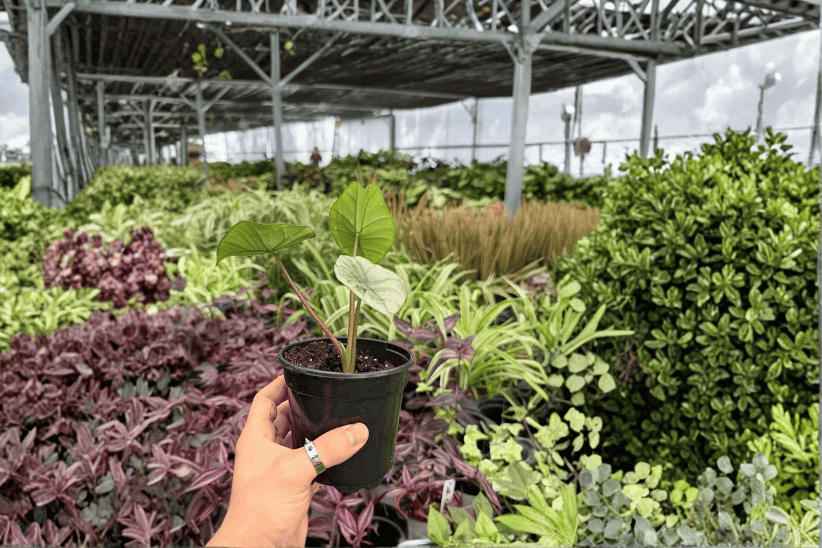 Alocasia Platinum ‘Bisma’ – 2 Live Plants in 4-Inch Pots (Exact Plants)