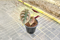 Alocasia Cuprea Red Secret Live Plant - 4 Inch Rooted Pot