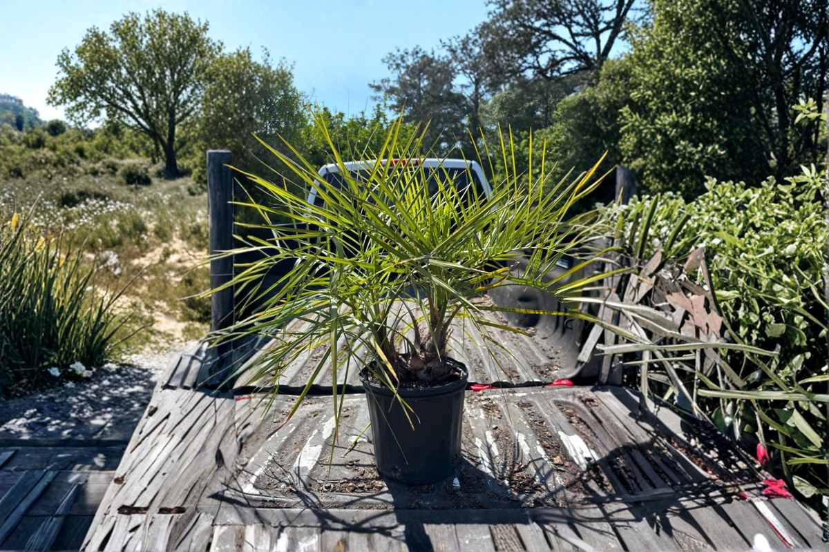 Twin Pindo Palm Live Plant – Butia odorata, 2 Trees in One Pot