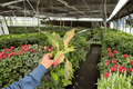 Aglaonema Sparkling Sarah - 2 Starter Plants (Bare Root, 2-inch Pot Size)