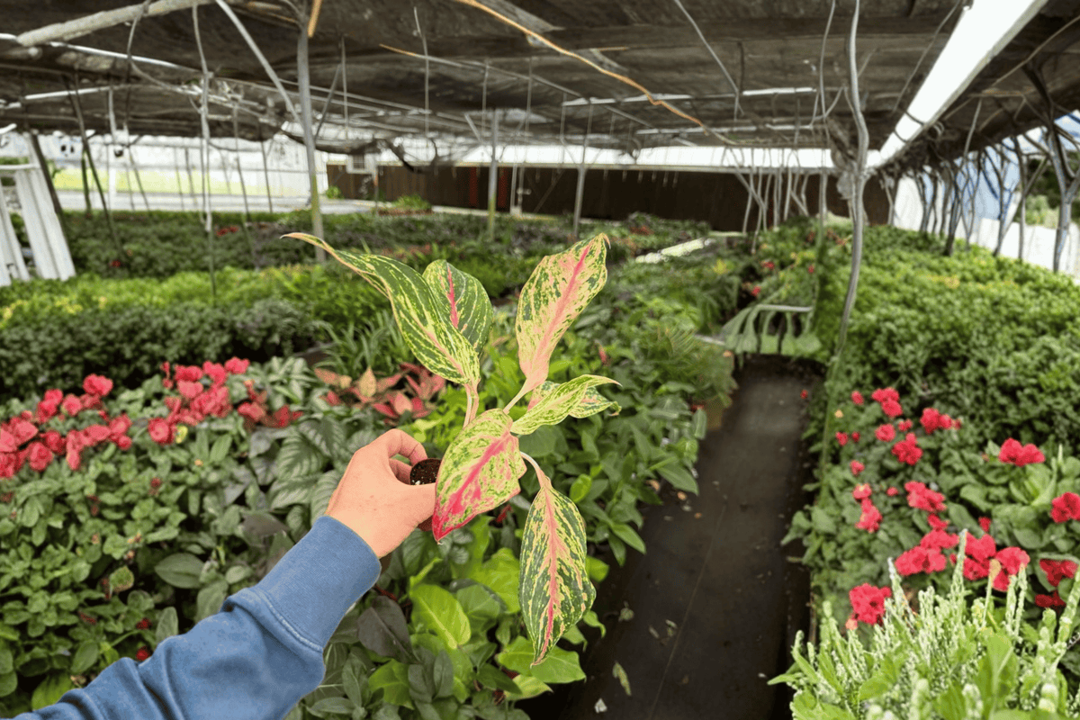 Aglaonema Sparkling Sarah - 2 Starter Plants (Bare Root, 2-inch Pot Size)