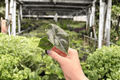 Alocasia Azlanii Starter Plants (2) – Plug, Exact Plants