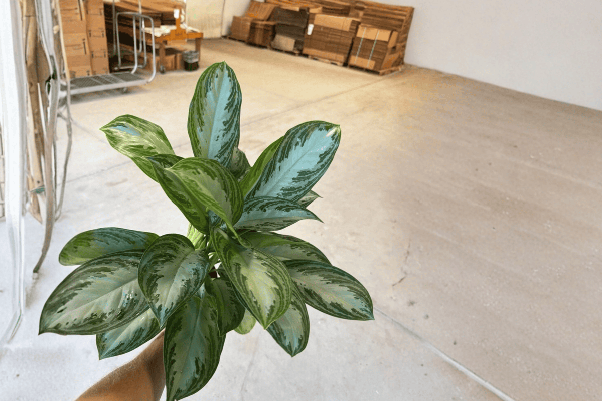 Aglaonema Silver Bay Live Plants - 2-Pack, 6-Inch Pot (Aglaonema ‘Silver Bay’)