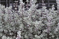 Silver Posie Common Thyme (Thymus vulgaris 'Silver Posie') - 1 Live Plant in 4-Inch Pot