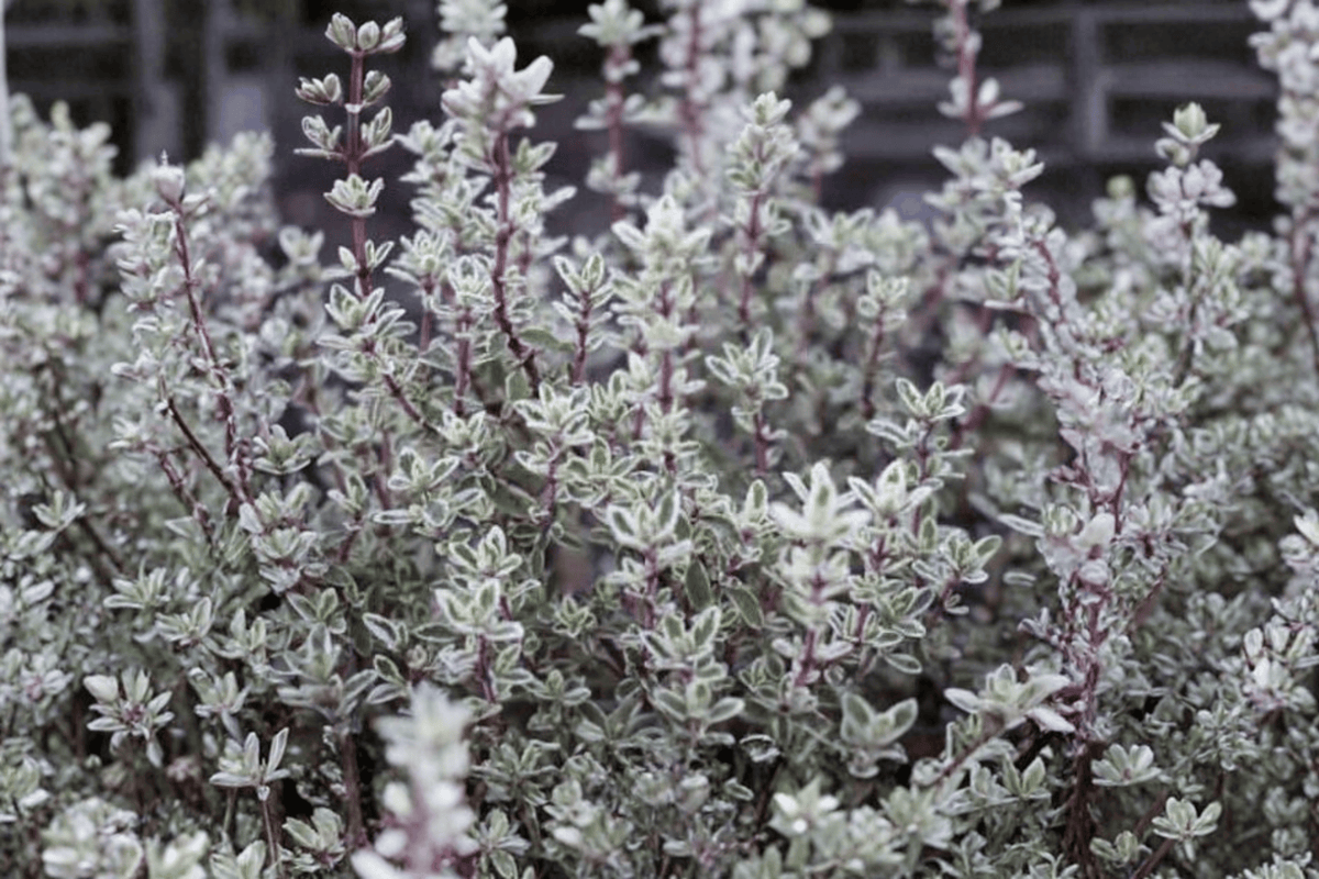 Silver Posie Common Thyme (Thymus vulgaris 'Silver Posie') - 1 Live Plant in 4-Inch Pot