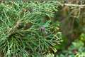 Atlantic White Cedar ‘Little Jamie’ Live Plant – Chamaecyparis thyoides Dwarf Native Conifer, 1 Gallon Pot