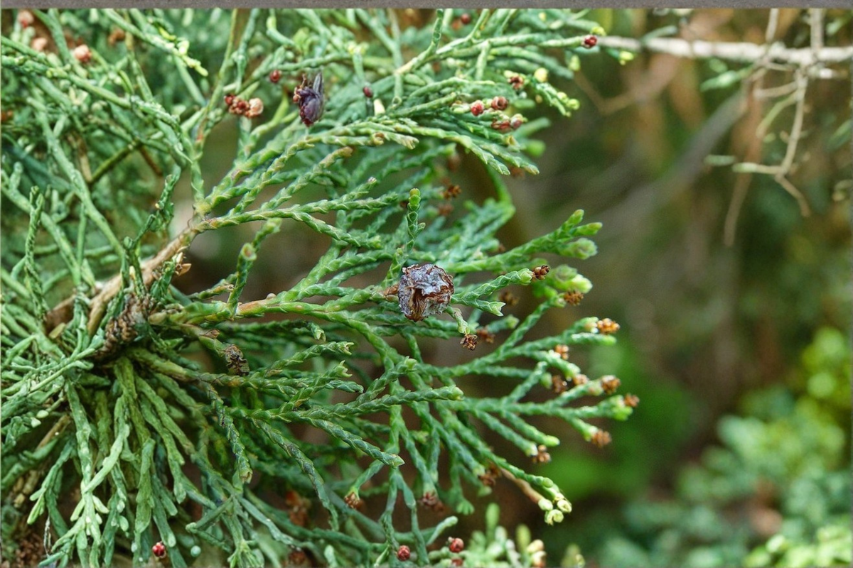 Atlantic White Cedar ‘Little Jamie’ Live Plant – Chamaecyparis thyoides Dwarf Native Conifer, 1 Gallon Pot