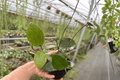 Hoya parasitica Splash - 2 Live Plants in 4-Inch Bare-Root Pots