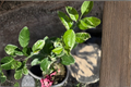 Variegated Pink Lemon Tree Starter Cutting - Citrus Citrus limon
