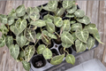 Alocasia Black Velvet Rooted Live Plant in 2-Inch Pot | Dark Velvet Elephant Ear