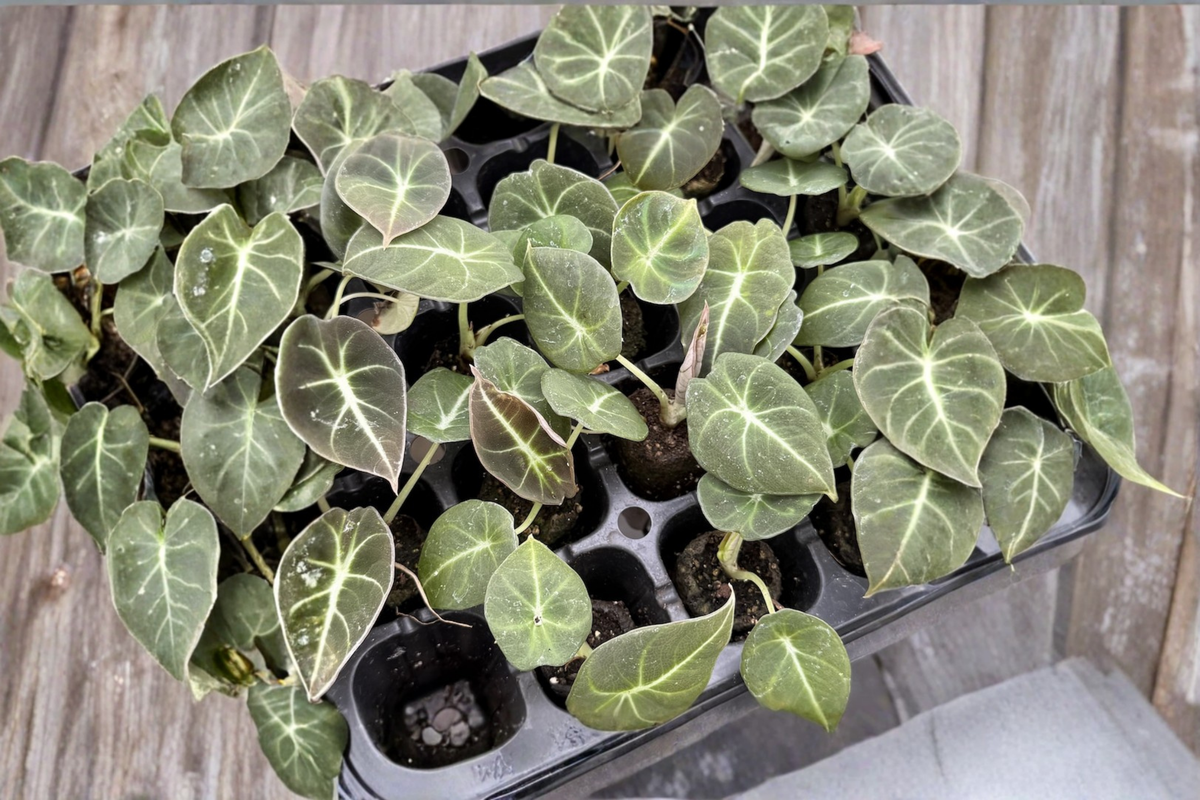 Alocasia Black Velvet Rooted Live Plant in 2-Inch Pot | Dark Velvet Elephant Ear