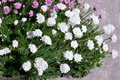 Alba Sea Thrift Armeria maritima ‘Alba’ – 4-Inch Live Plant