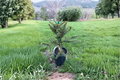 Norway Spruce ‘Hereny’ Picea abies — 1 Gallon, ~10" Tall Live Evergreen Tree