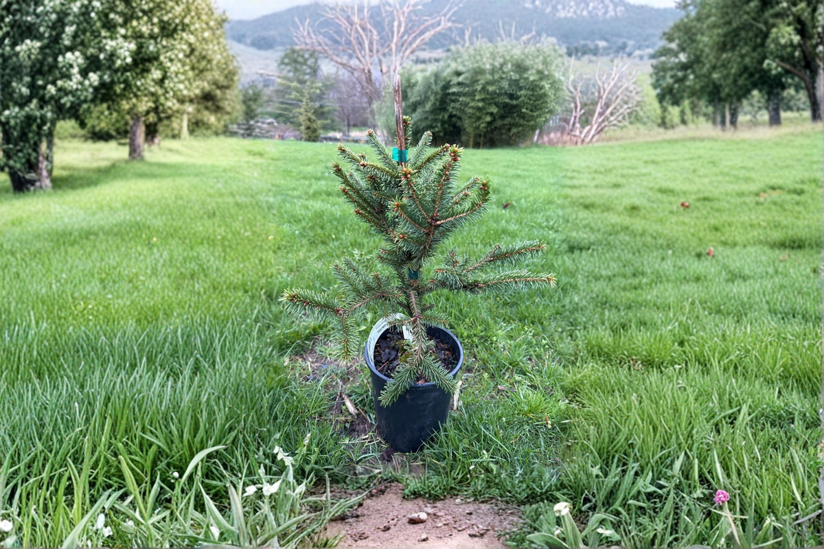 Norway Spruce ‘Hereny’ Picea abies — 1 Gallon, ~10" Tall Live Evergreen Tree