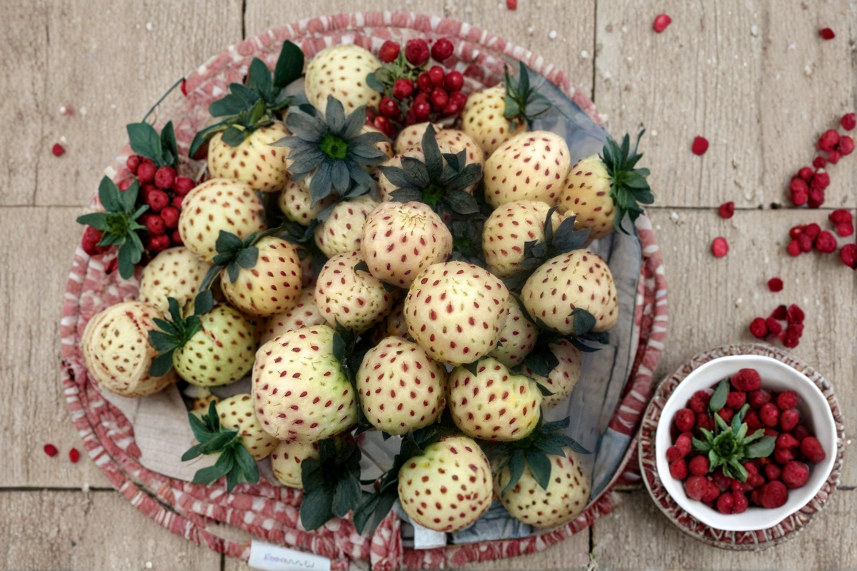 White Pineberry Strawberry Plants - 20 Bare Root Fragaria Pineberry Live Plants