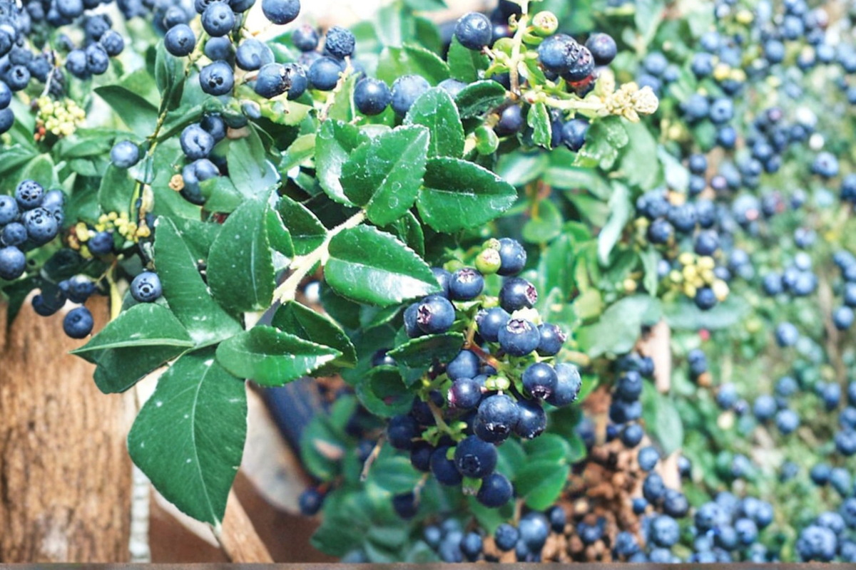 Evergreen Huckleberry Vaccinium ovatum Live Plant - Rooted Shrub for Shade Gardens, Edible Landscape