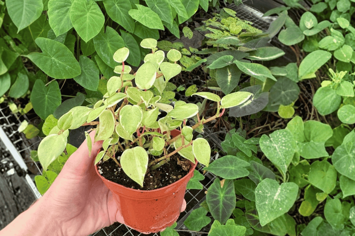 Variegated Cupid Peperomia (Peperomia scandens ‘Variegata’) - 2 Live Plants in 4-Inch Pots